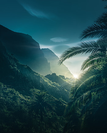 Nature, Sky, Mountains, Palms, Sunlight HD phone wallpaper