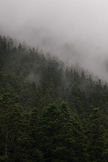 Nature, Trees, Forest, Fog, Slope HD phone wallpaper