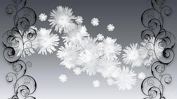 White Fluff on Silver, gray, firefox persona, silver, flowers, elegance, cotton, fluffy, scroll HD wallpaper