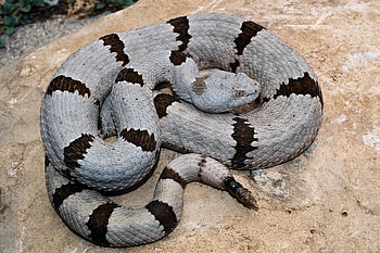 Banded rock rattlesnake, Rattlesnake HD wallpaper