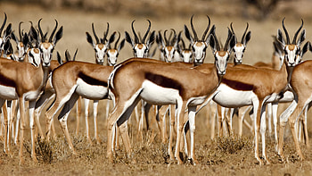 30 antelope , African wildlife, Striking beauty, Nature's diversity HD wallpaper