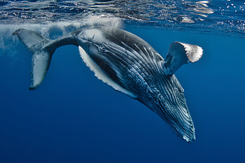 Whale graphy, Humpback whale, Sea creature, Oceanic beauty HD wallpaper
