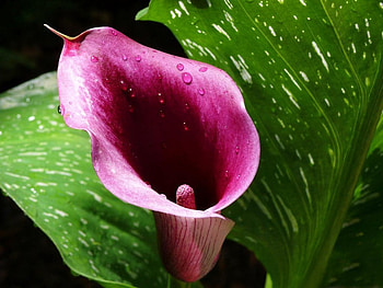 PLUM CALLA, gardens, purple, leaves, arum lily, aubergine, flowers, lilies, calla HD wallpaper