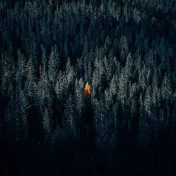 Nature, Autumn, View From Above, Dark, Forest, Contrast HD phone wallpaper