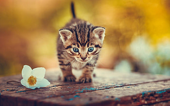 Country kitten charm, Serene landscapes, Rustic beauty, Farmyard cuteness HD wallpaper