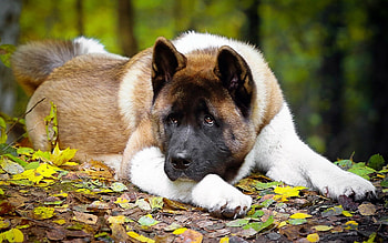Autumn dog , American Akita, Big dog display, High-quality background HD wallpaper