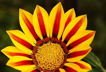 Flower, yellow flower, yellow, nature, flowers HD wallpaper