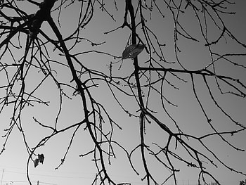 Autumn, branches, leaf, alone, black and white HD wallpaper