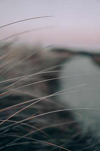 Grass, Macro, Close-Up, Grey, Stems HD phone wallpaper