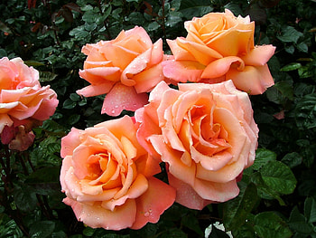 Flowers, Roses, Drops, Greens, Gentle, Delicate HD wallpaper