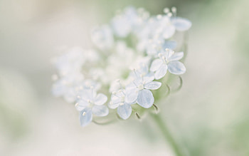 Flower, Macro, Shine, Light, Petals, Blur, Smooth HD wallpaper