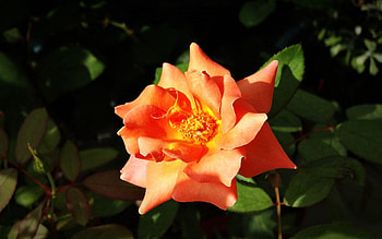 Flower, Plant, Macro, Petals HD wallpaper