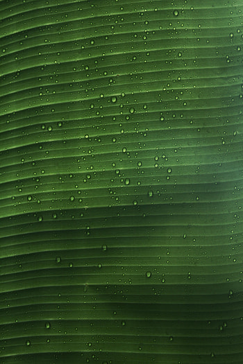 Water, Drops, Plant, Macro, Sheet, Leaf HD phone wallpaper