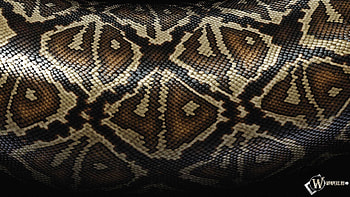 Background, Snakes HD wallpaper