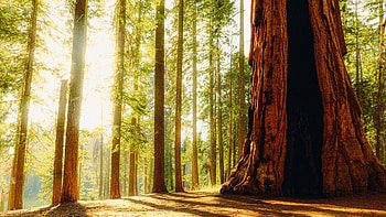 They say size doesn't matter..Sequoia National Park, California, giants, trees, leaves, sunlight, usa HD wallpaper