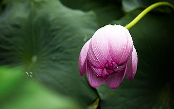 A stunning pink lotus flower with morning dew droplets captured in natural light against green foliage. HD wallpaper