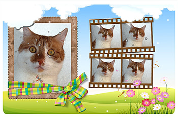 Ginger cat, summer, happy, spring HD wallpaper