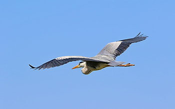 Flying Heron, wings, bird, heron, flight, sky HD wallpaper