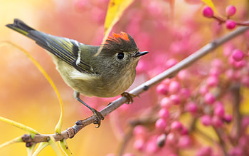 Wren, branch, animal, bird HD wallpaper