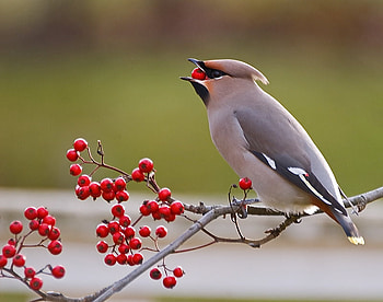 It's bigger than I thought!, birds, grey, popular, cute, colors, animals, green, red, autumn HD wallpaper