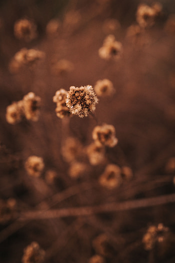 Plant, Macro, Brown, Dry HD phone wallpaper