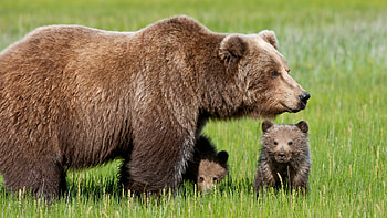 Mother and cubs, Bears HD wallpaper