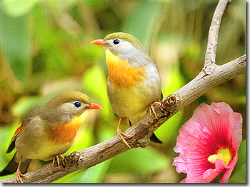 April love, branch, pink, brown, yellow, flower, pair, spring, gold HD wallpaper