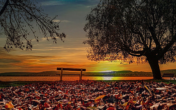 Autumn Sunset, Lake, Bench, Branches, Tree HD wallpaper