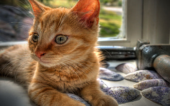 goldie is my name I am very sweet, cute, somewhat, adorable, timid HD wallpaper