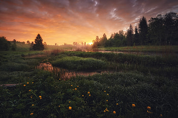 Sunrise, swamp, nature, lake HD wallpaper