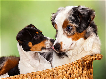 In basket with the big brother, sweet, dogs, puppies, cute, basket, big, love, adorable, brother, friends HD wallpaper