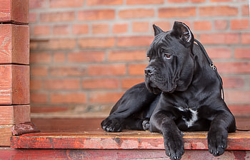Animals, Dog, Sight, Opinion, Cane Corso, Kane Corso HD wallpaper