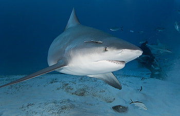 Bull Shark, animal, bull, shark, ocean HD wallpaper