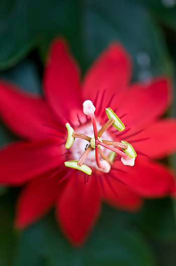 Flower, Macro, Close-Up, Stamen HD phone wallpaper