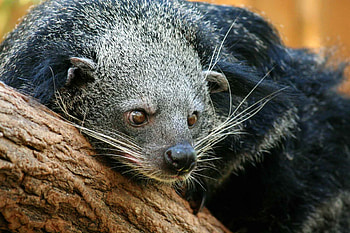 Binturong, , Animal HD wallpaper