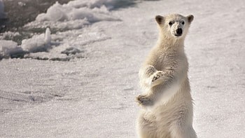 Animals, Bears HD wallpaper
