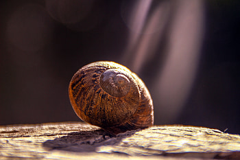 Animals, Close-Up, Snail, Carapace, Shell HD wallpaper