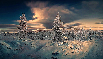 blue hour, winter, sky, pines, snow HD wallpaper