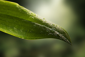 Close up, leaf, water drops HD wallpaper