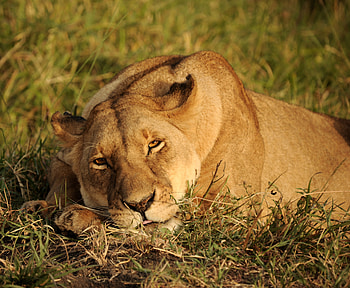 Africa Lion Looking , lion, animals, predator, africa HD wallpaper