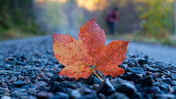 Closeup View Of Red Fallen Leaf Drops On Stones In Blur Background graphy HD wallpaper