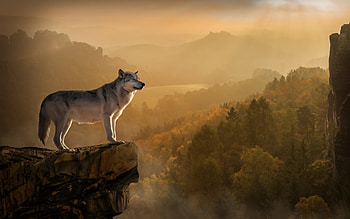 Wolf, animal, landscape, nature, forest, rock HD wallpaper