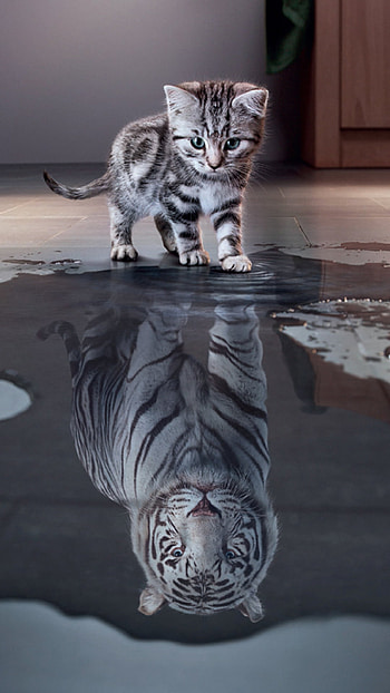 Kitten with a Positive Attitude, white tiger, reflection, puddle, kitten, Animal, cat HD phone wallpaper