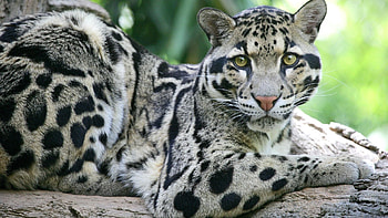 Animals, Muzzle, Spotted, Spotty, Predator, Big Cat, Sundan Clouded Leopard, Sundan Smoky Leopard HD wallpaper