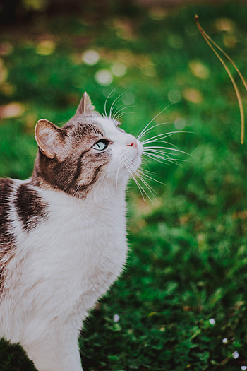 Animals, Grass, Cat, Muzzle, Blur, Smooth, Stroll HD phone wallpaper
