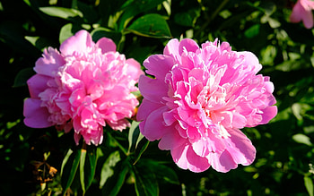 Peonies, nature, pink, flowers HD wallpaper
