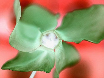 green flower HD wallpaper