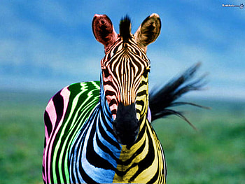 Very Colorful Zebra, animalkingdom, colorful, beautiful, zebra HD wallpaper