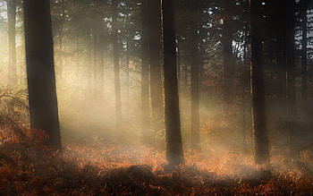 Sunrise in the Forest, trees, fog, forest, sunrise HD wallpaper