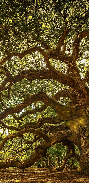 Earthly beauty, Angel oak tree, Majestic presence, Serene landscape HD phone wallpaper